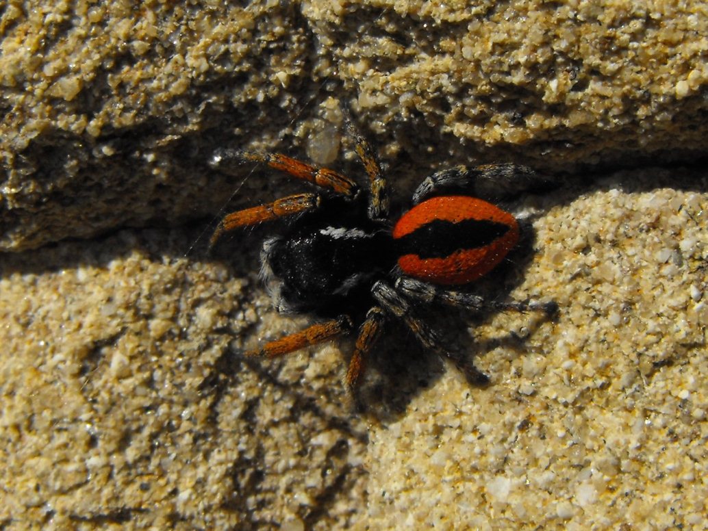 Philaeus chrysops